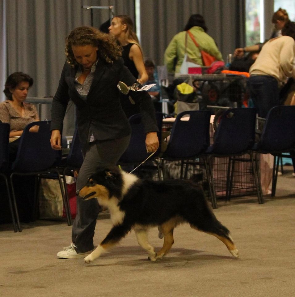 Proudly present you Of Blue Rimrock - TP puppy BOB puppy