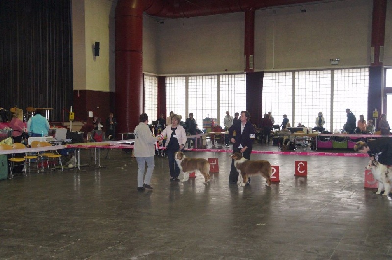 CH. My country road song shelby Of Blue Rimrock - 1 ére EXCELLENTE CLASSE JEUNE FEMELLE CHAMPIONNE JEUNE DU LUXEMBOURG