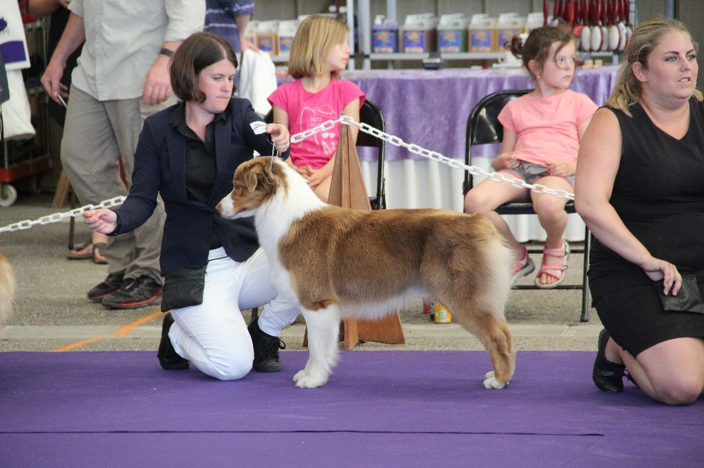 CH. My country road song shelby Of Blue Rimrock - EXCELLENT jeune femelle (10 derniéres sur 49)
