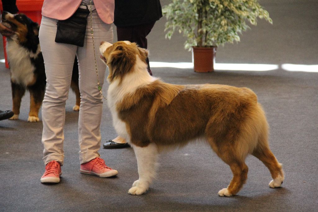 CH. My country road song shelby Of Blue Rimrock - 2eme EXCELLENTE classe jeune femelle RCACJ