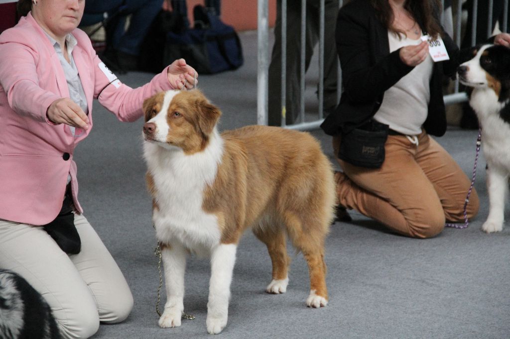 CH. My country road song shelby Of Blue Rimrock - 4éme EXCELLENTE classe jeune femelle
