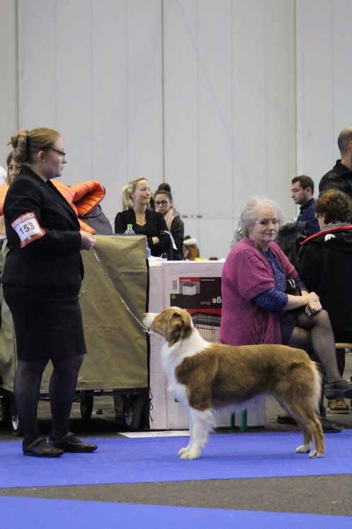 CH. My country road song shelby Of Blue Rimrock - 1 jour : TB 2 jour : 1 EX CAC 3 jour : 1 EX CAC RCACIB