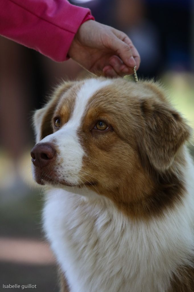 CH. My country road song shelby Of Blue Rimrock - 1 ére EXCELLENTE RCACS