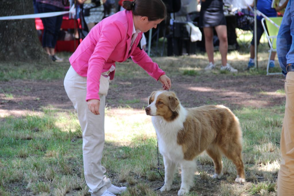 CH. My country road song shelby Of Blue Rimrock - 2 EME EXCELLENT