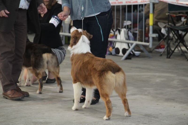 CH. My country road song shelby Of Blue Rimrock - 2 éme TP PUPPY FEMELLE