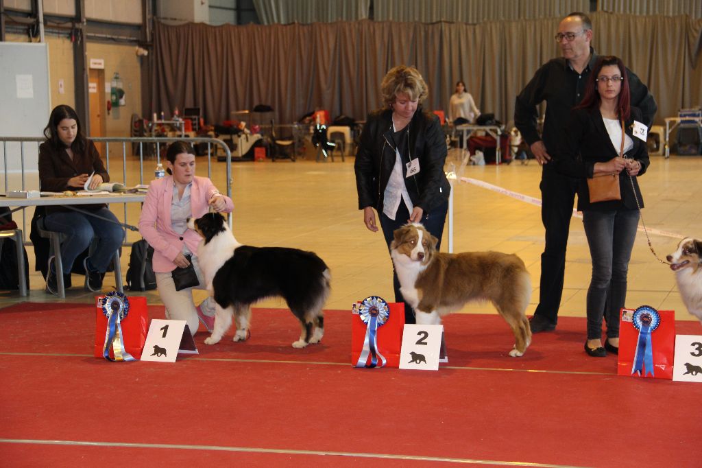 CH. My country road song shelby Of Blue Rimrock - 2éme EXCLLENTE CLASSE JEUNE RCACCJ