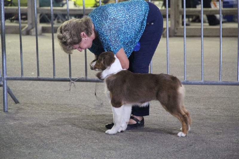 CH. My country road song shelby Of Blue Rimrock - 1 ére BABY FEMELLE ET MEILLEUR BABY