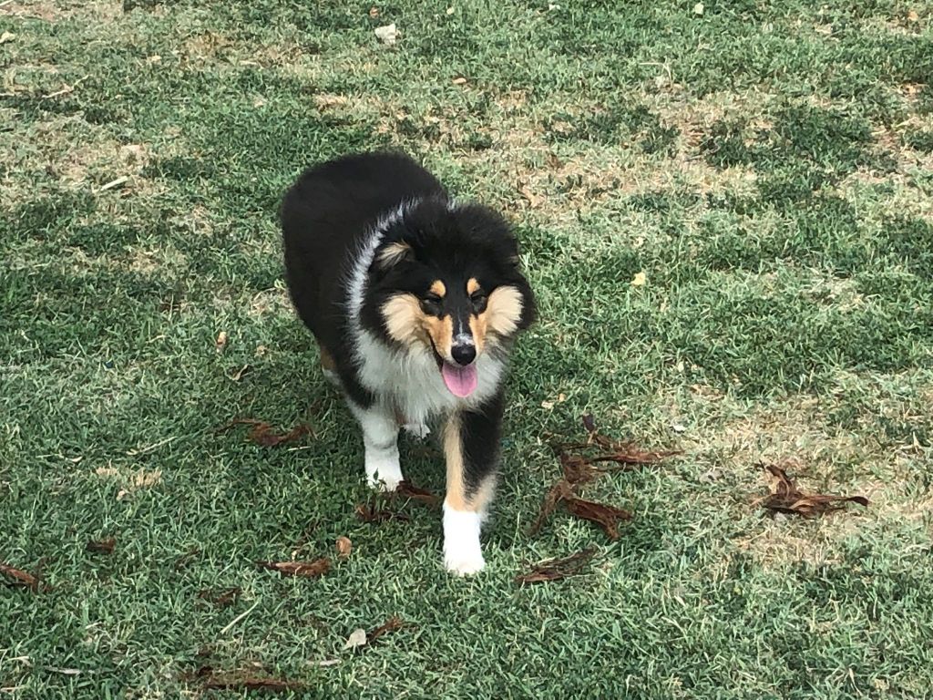 Proudly present you Of Blue Rimrock - 1 Excelent jeune et BOB jeune