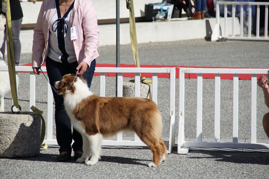 CH. My country road song shelby Of Blue Rimrock - 2éme EXCLLENTE CLASSE JEUNE