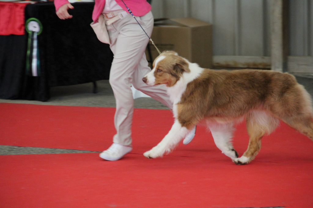 CH. My country road song shelby Of Blue Rimrock - TB