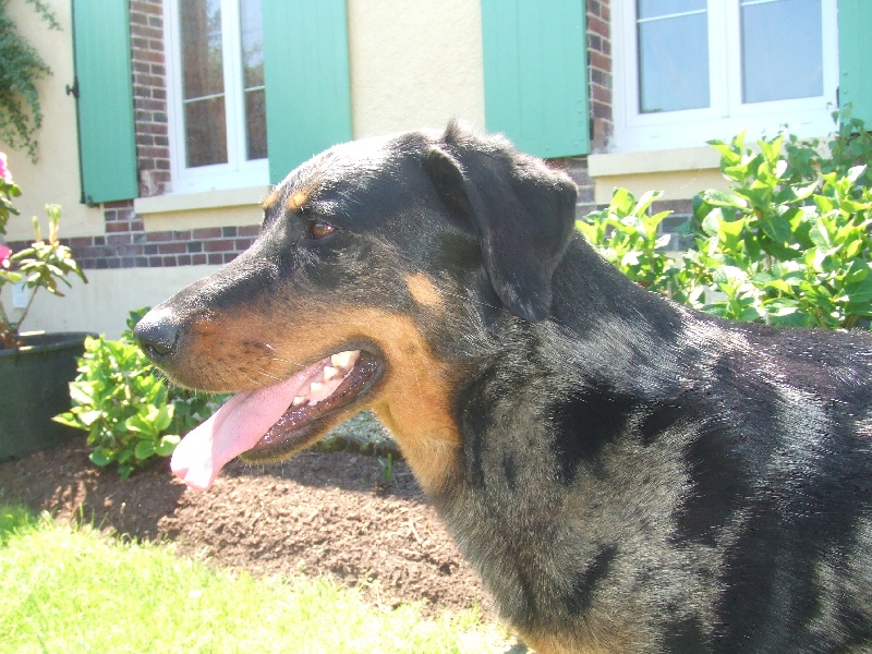 A'oumiak blue Des bergers de corail