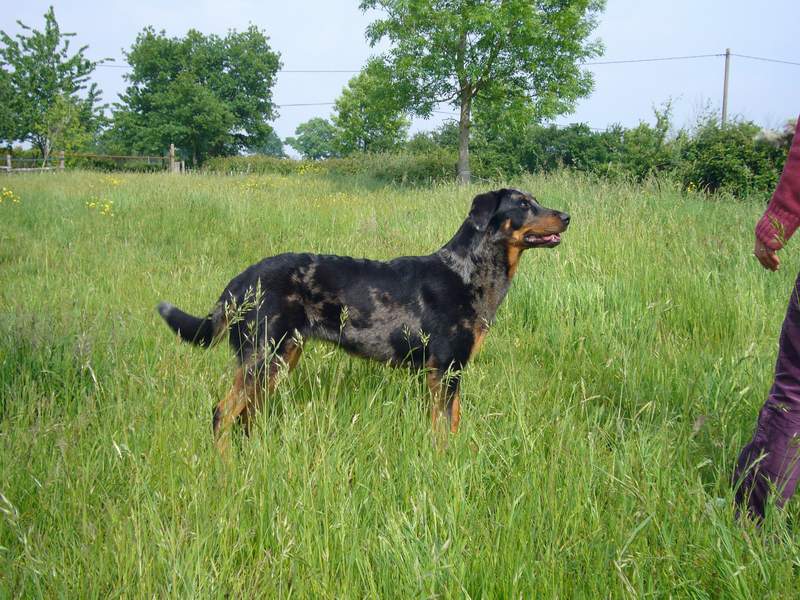 A'oumiak blue Des bergers de corail