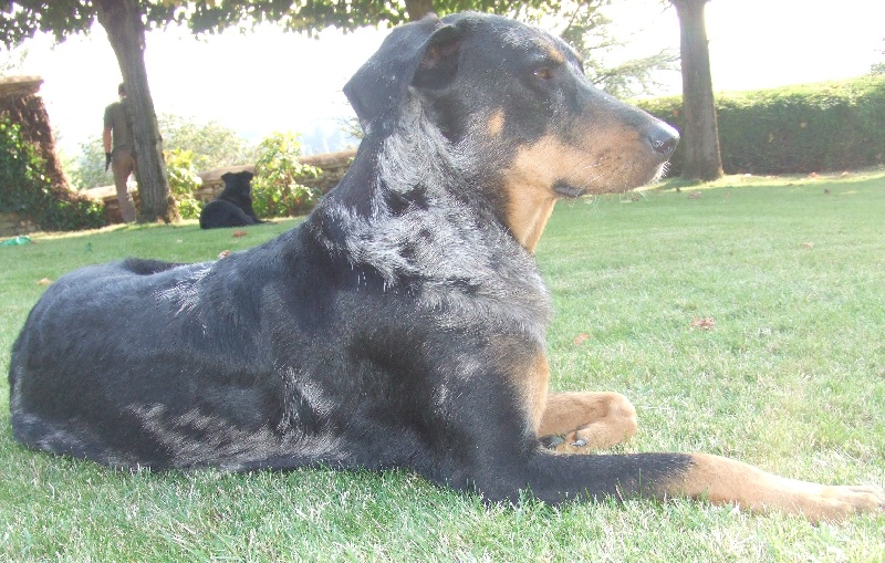 A'oumiak blue Des bergers de corail