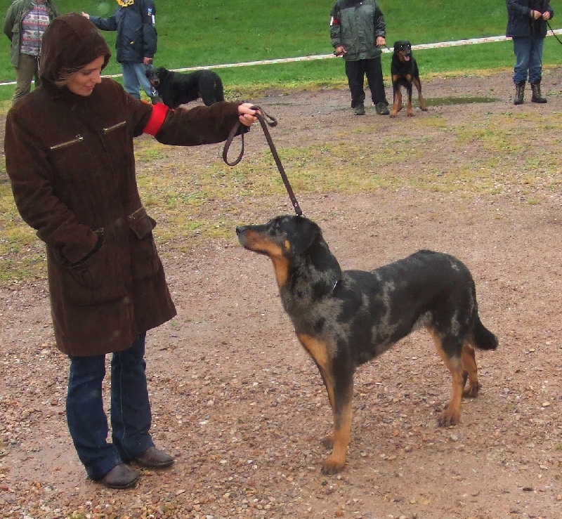 A'oumiak blue Des bergers de corail - 3ème excllent classe ouverte