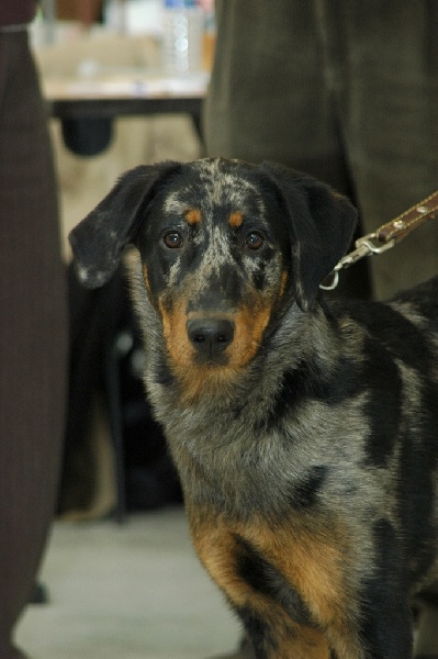 A'oumiak blue Des bergers de corail - très prometteur