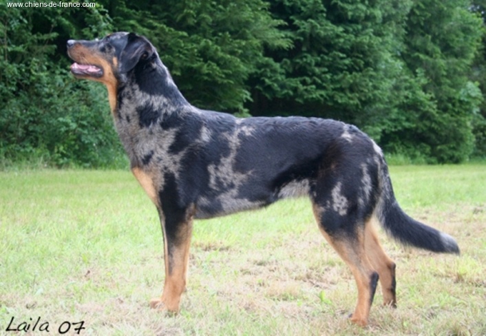 A'oumiak blue Des bergers de corail - Femelle recomandée