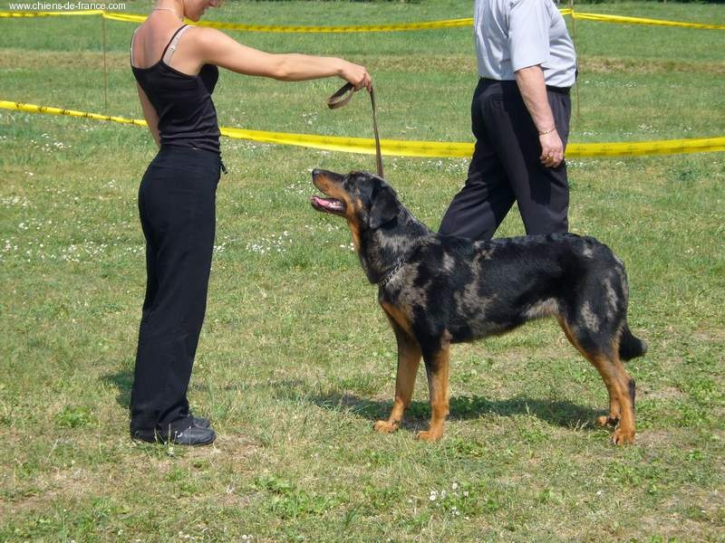 A'oumiak blue Des bergers de corail - Cotation 3