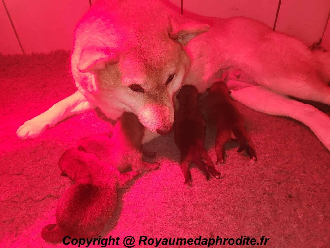 Shiba - du royaume d'Aphrodite