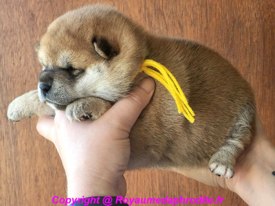 Les chiots de Shiba