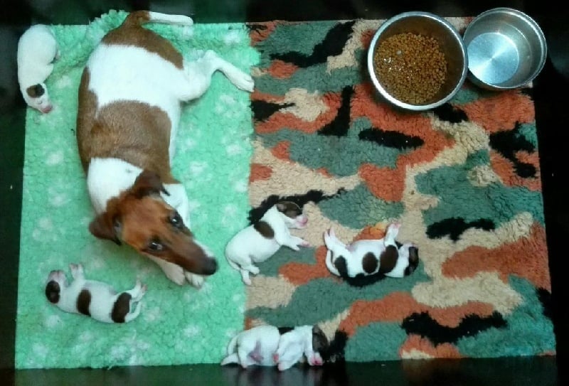 chiot Fox Terrier Poil lisse de la Pierre Rare