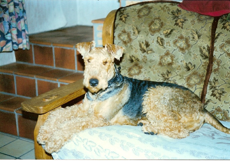 Publication : des sources du bois tonnin Auteur : denis jean-claude