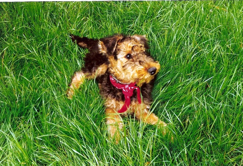 Publication : des sources du bois tonnin Auteur : denis jean-claude