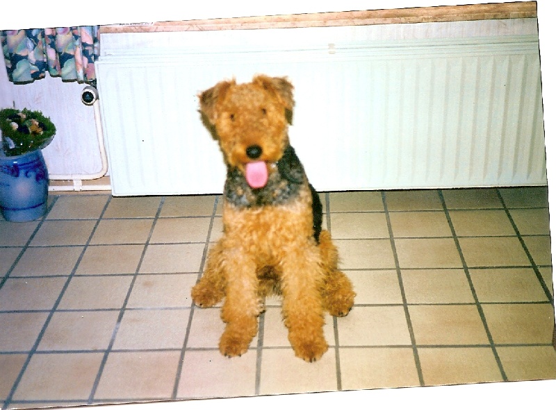 Publication : des sources du bois tonnin Auteur : denis jean-claude