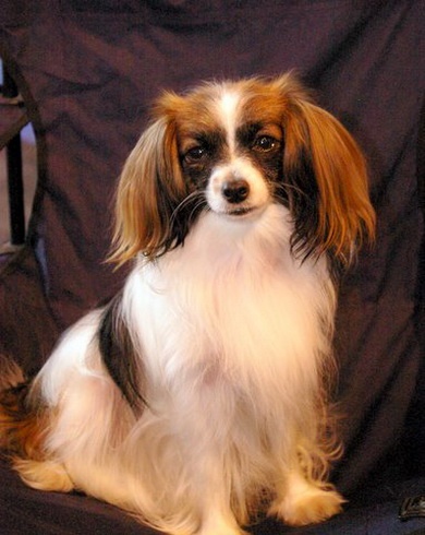 Divine idylle des charmes d'antan - 1° Excellent (classe jeune)