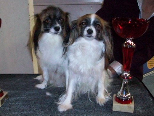 Divine idylle des charmes d'antan - 1° Excellent - RCACS (classe intermédiaire)