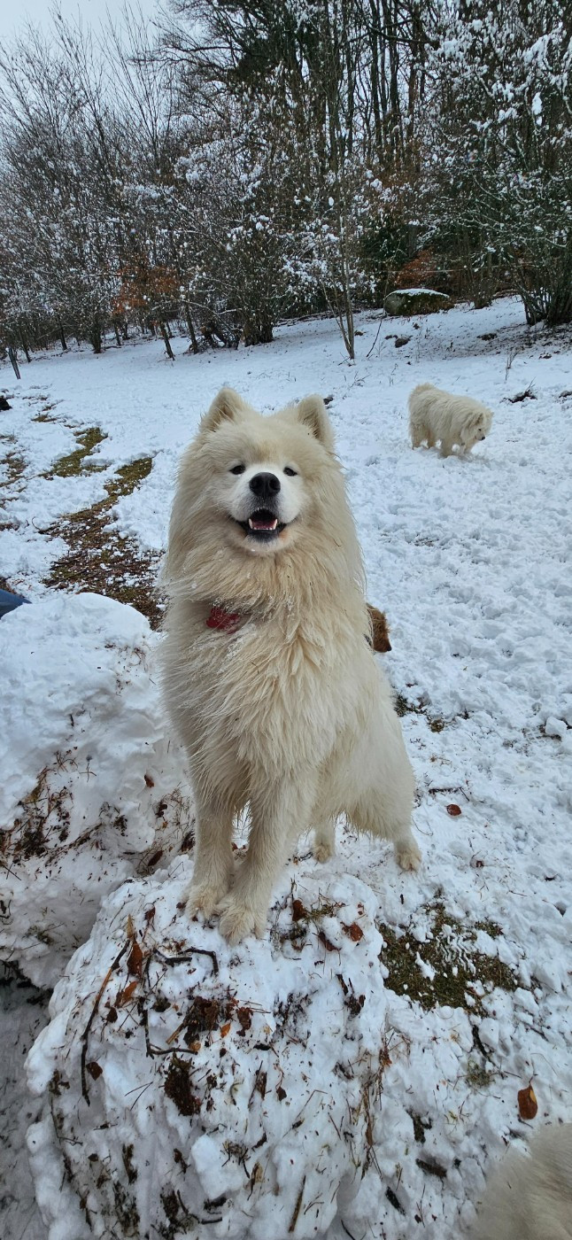 Publication : des Bout'choux du Forez