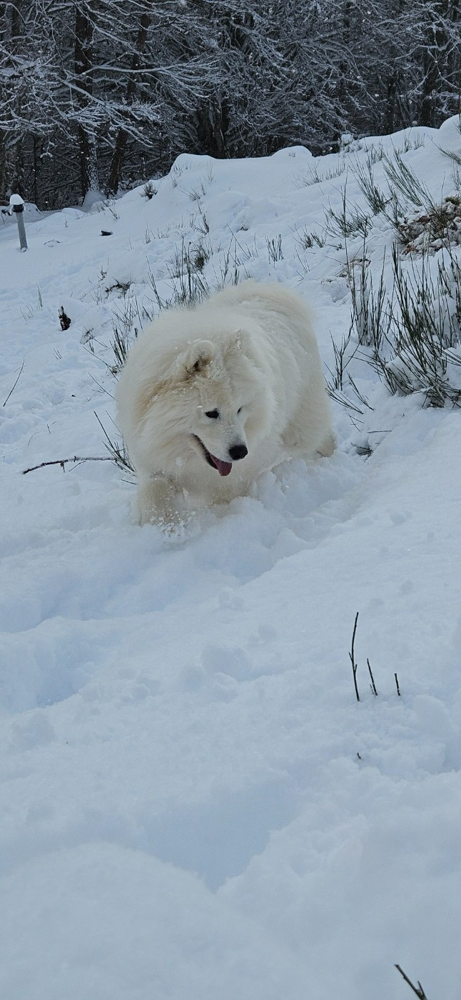 Publication : des Bout'choux du Forez