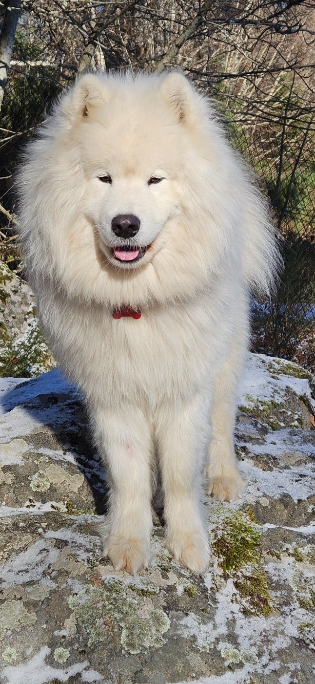 Publication : des Bout'choux du Forez