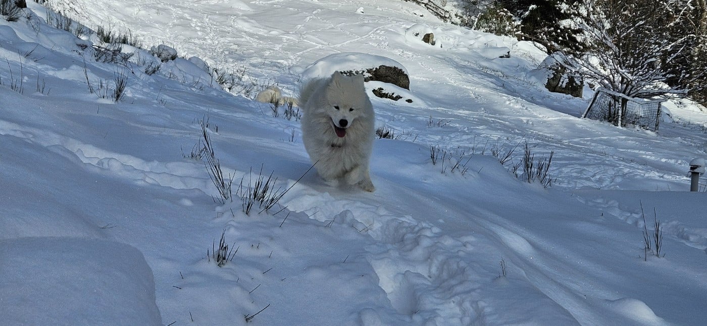 Publication : des Bout'choux du Forez