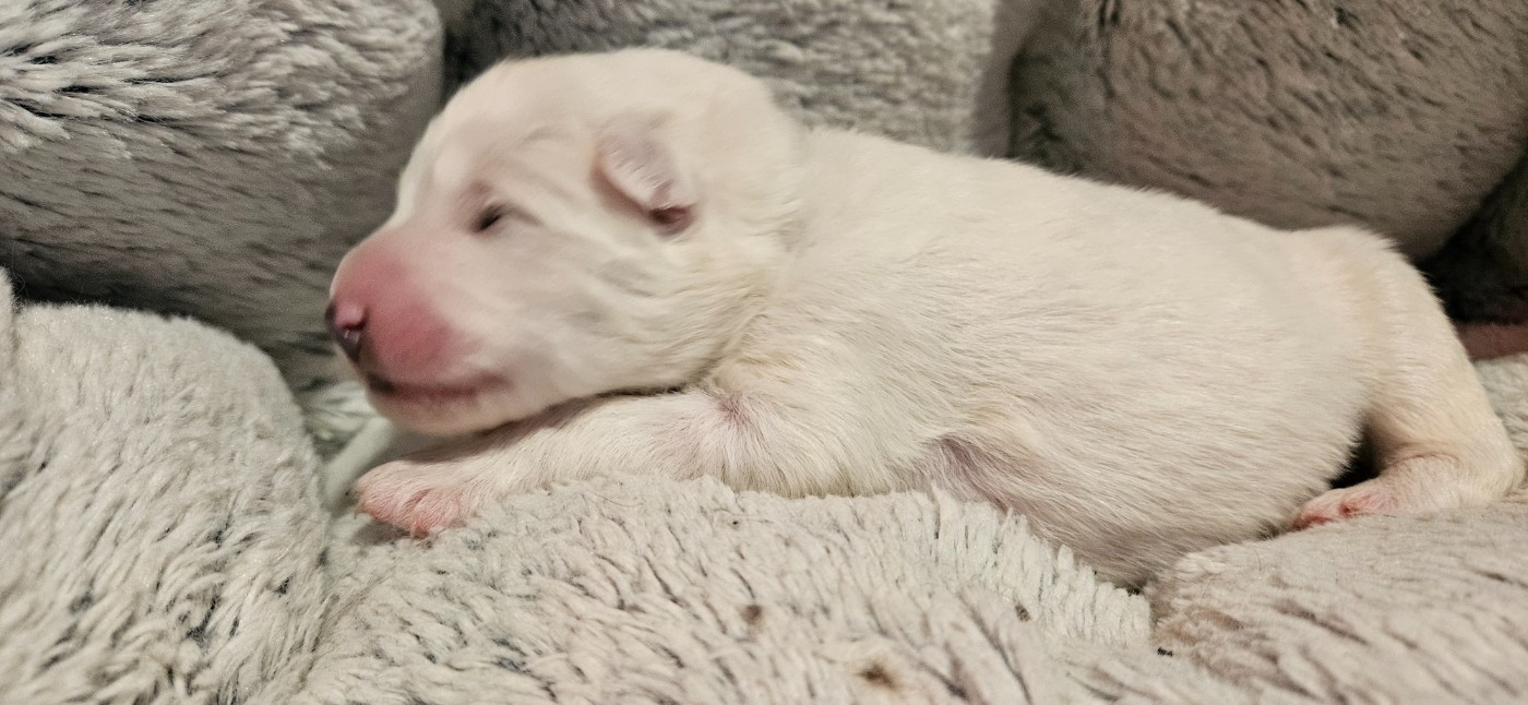 B... bleu foncé (en attente de choix)