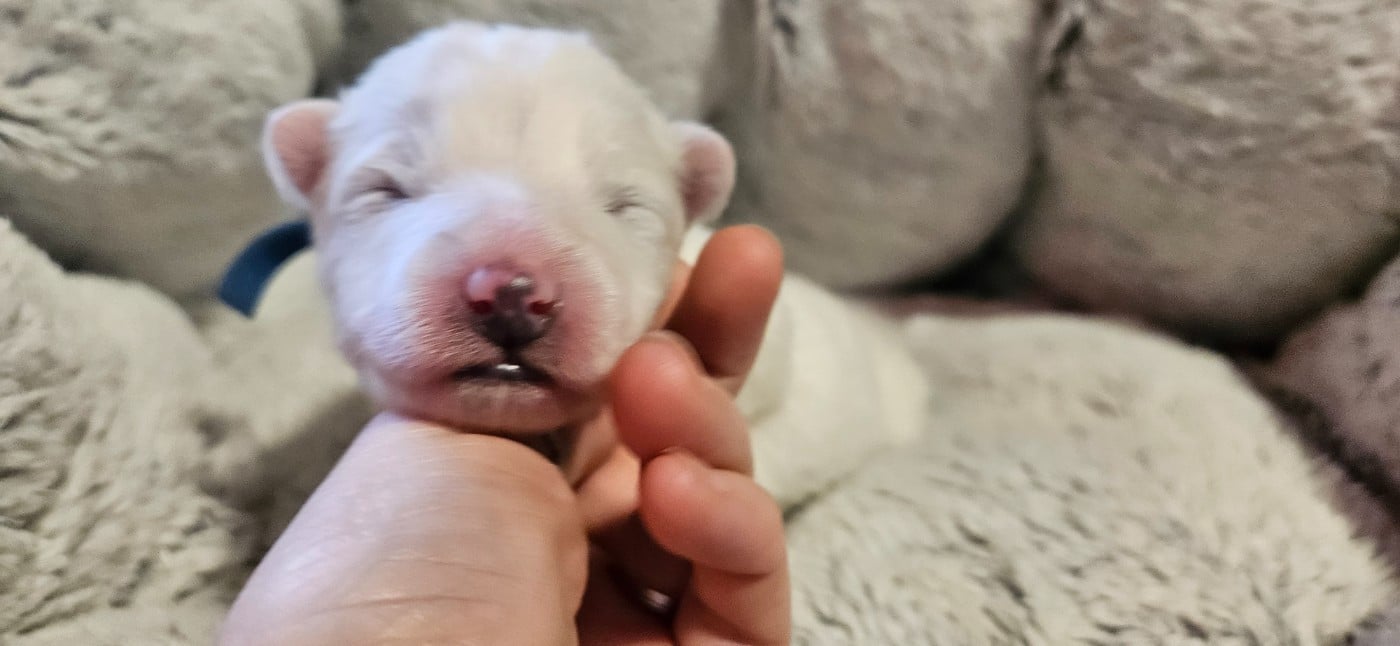 B... bleu foncé (en attente de choix)