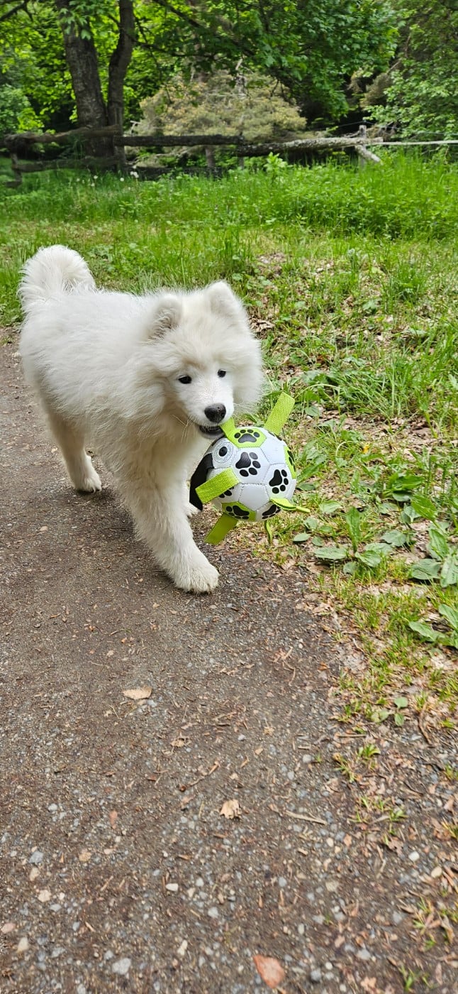 Boo-Boo
