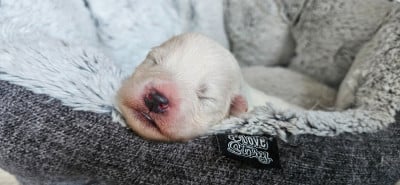 Les chiots de Samoyède