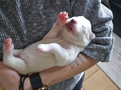 Les chiots de Samoyède