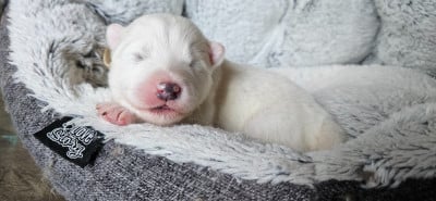 Les chiots de Samoyède