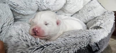 Les chiots de Samoyède