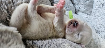 Les chiots de Samoyède