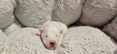 Les chiots de Samoyède