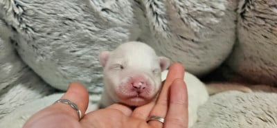 Les chiots de Samoyède