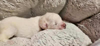 Les chiots de Samoyède