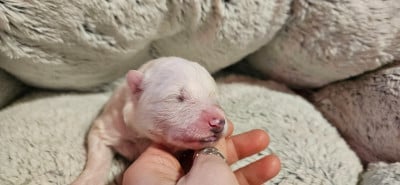 Les chiots de Samoyède