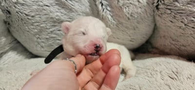 Les chiots de Samoyède