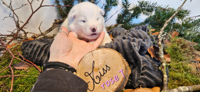 Les chiots de Samoyède