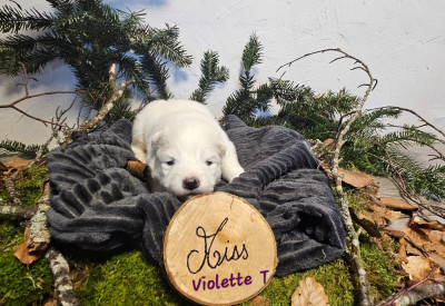 Les chiots de Samoyède