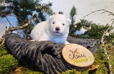 Les chiots de Samoyède