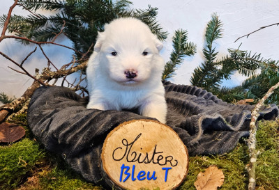 Les chiots de Samoyède